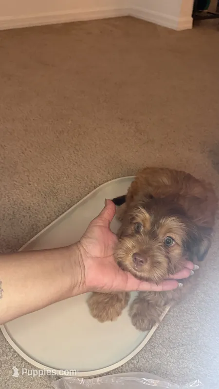 Gordo – Yorkshire Terrier puppy for sale in Tampa, FL