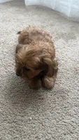 Lizzy, a female Yorkshire Terrier for sale in Tampa, FL – 6 of 9