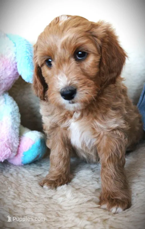 Daisy – Miniature Goldendoodle puppy for sale in Great Falls, MT