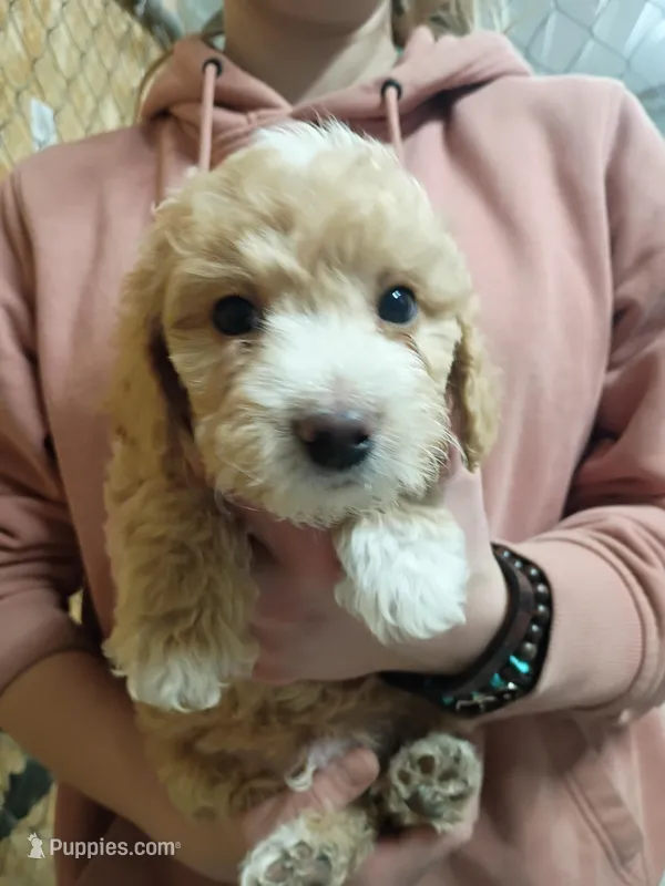 Misty – Miniature Goldendoodle puppy for sale in Great Falls, MT