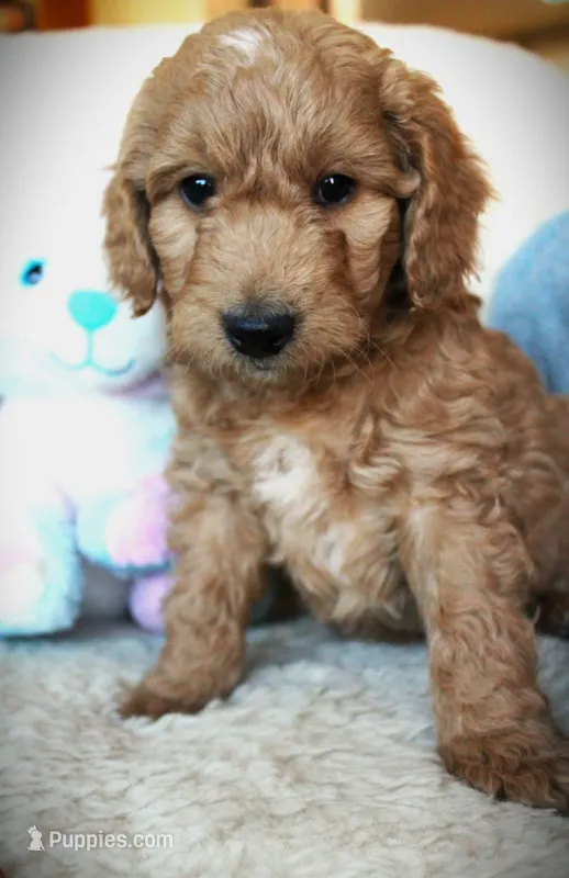 Duke – Miniature Goldendoodle puppy for sale in Great Falls, MT