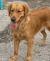 Bella , a female Golden Retriever for sale in Davie, FL – 4 of 4