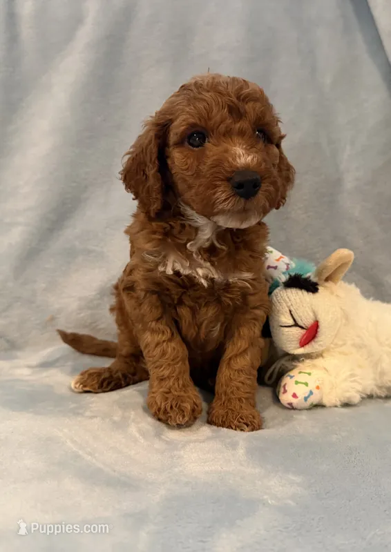 AKC genetic clear Boy 2 – Poodle - Miniature  puppy for sale in Davie, FL