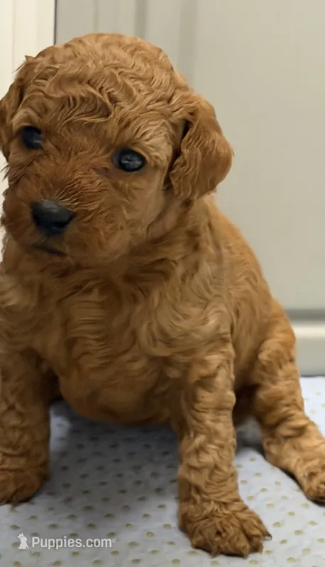 AKC clear genetics boy 1 – Poodle - Miniature  puppy for sale in Davie, FL