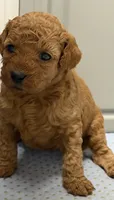 AKC clear genetics boy 1, a male Poodle - Miniature  for sale in Davie, FL – 1 of 3