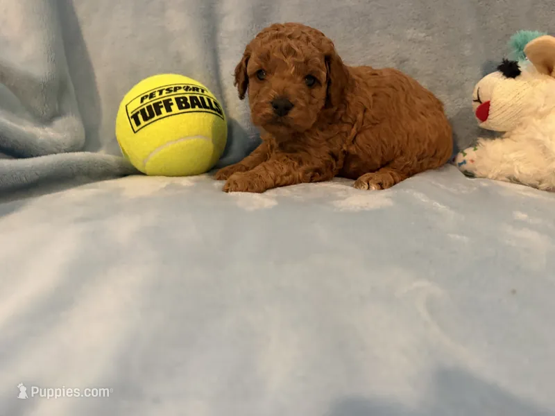 Large toy /small mini boy 1  – Poodle - Toy  puppy for sale in Davie, FL