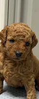 AKC clear genetics boy 1, a male Poodle - Miniature  for sale in Davie, FL – 3 of 3