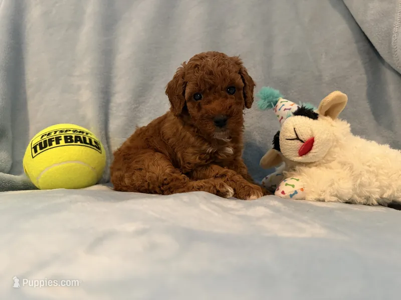AKC small boy genetically clear  – Poodle - Miniature  puppy for sale in Davie, FL