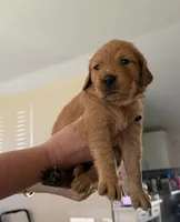 Perfection. , a male Golden Retriever for sale in Davie, FL – 1 of 1