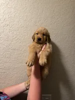Cutie, a male Golden Retriever for sale in Davie, FL – 1 of 1