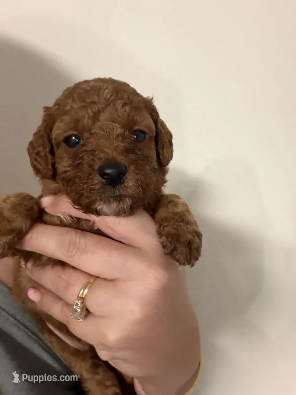 AKC small boy genetically clear  – Poodle - Miniature  puppy for sale in Davie, FL