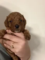 AKC small boy genetically clear , a male Poodle - Miniature  for sale in Davie, FL – 1 of 3