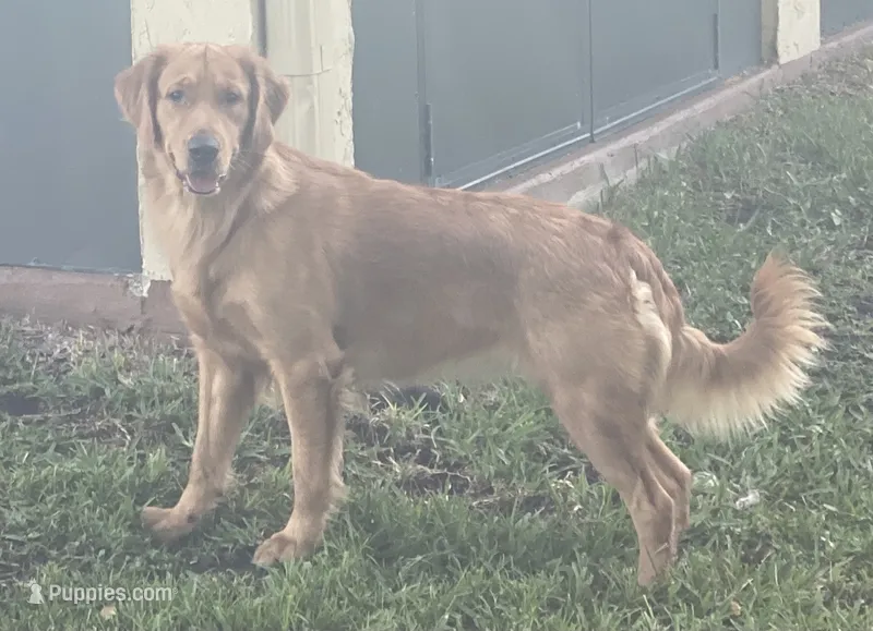 Bella , a female Golden Retriever for sale in Davie, FL – 1 of 4