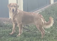 Bella , a female Golden Retriever for sale in Davie, FL – 1 of 4