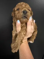Large toy clear genetics , a male Poodle - Toy  for sale in Davie, FL – 2 of 2
