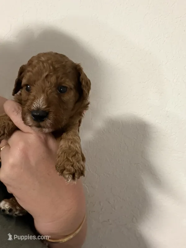 AKC genetic clear Boy 2 – Poodle - Miniature  puppy for sale in Davie, FL
