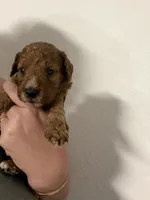 AKC genetic clear Boy 2, a male Poodle - Miniature  for sale in Davie, FL – 1 of 3