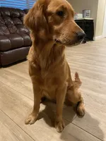 Bella , a female Golden Retriever for sale in Davie, FL – 3 of 4