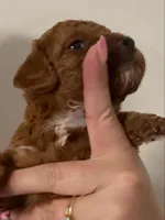 AKC small boy genetically clear , a male Poodle - Miniature  for sale in Davie, FL – 2 of 3