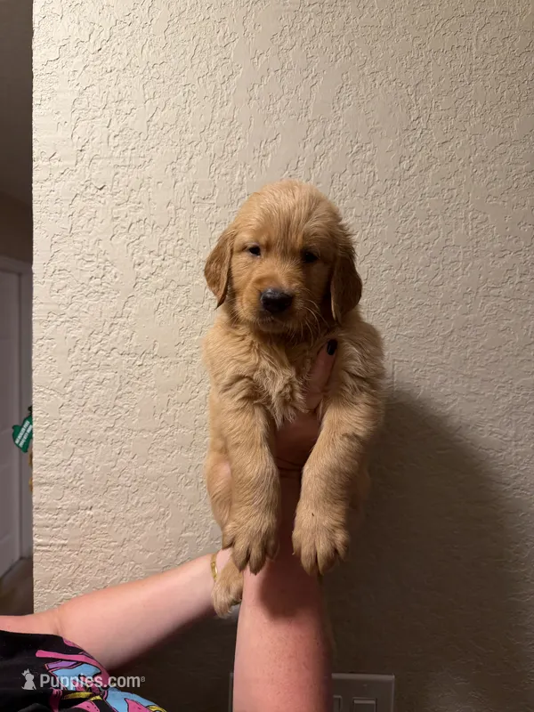 Sam  – Golden Retriever puppy for sale in Davie, FL