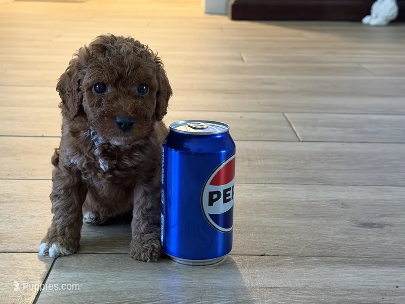 AKC small boy genetically clear  – Poodle - Miniature  puppy for sale in Davie, FL