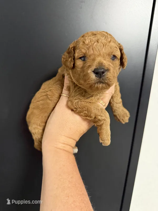 Large toy clear genetics  – Poodle - Toy  puppy for sale in Davie, FL