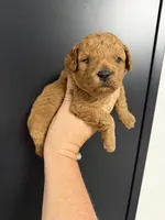 Large toy clear genetics , a male Poodle - Toy  for sale in Davie, FL – 1 of 2