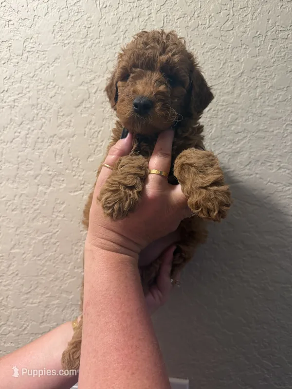 Dottie  – Poodle - Miniature  puppy for sale in Davie, FL