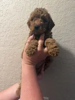 Dottie , a female Poodle - Miniature  for sale in Davie, FL – 1 of 1
