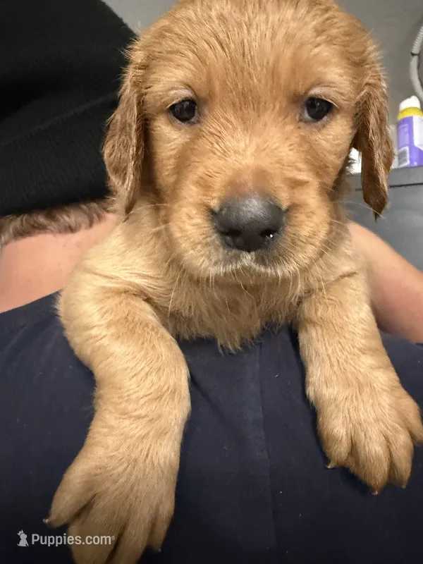 Sam  – Golden Retriever puppy for sale in Davie, FL