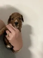 AKC genetic clear Boy 2, a male Poodle - Miniature  for sale in Davie, FL – 3 of 3