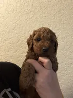 Solid girl , a female Poodle - Toy  for sale in Davie, FL – 2 of 2