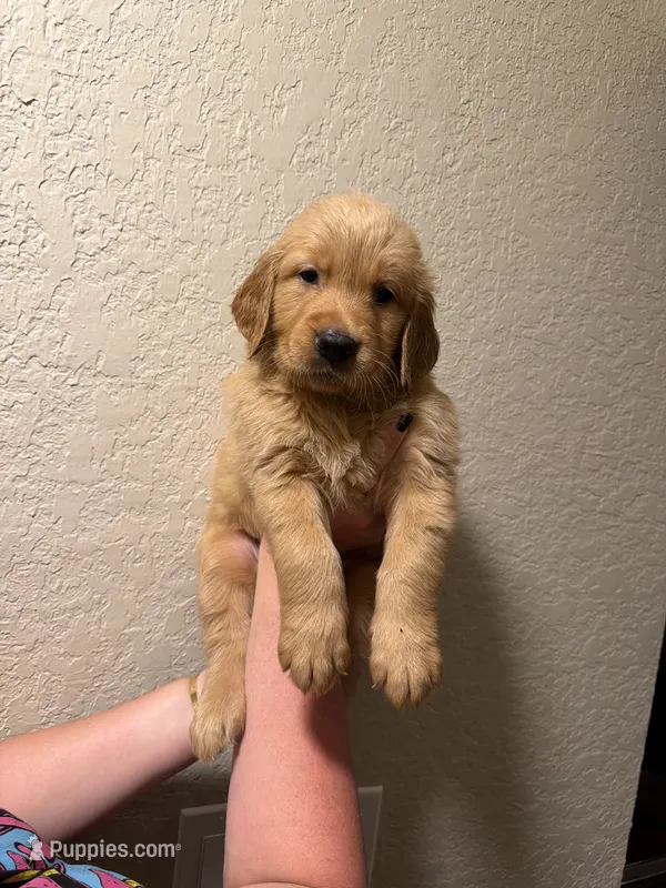 Mr Dreamy  – Golden Retriever puppy for sale in Davie, FL