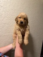 AKC Mr Dreamy , a male Golden Retriever for sale in Davie, FL – 1 of 2