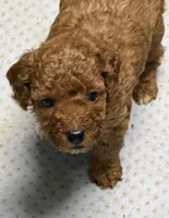 AKC small boy genetically clear , a male Poodle - Miniature  for sale in Davie, FL – 3 of 3