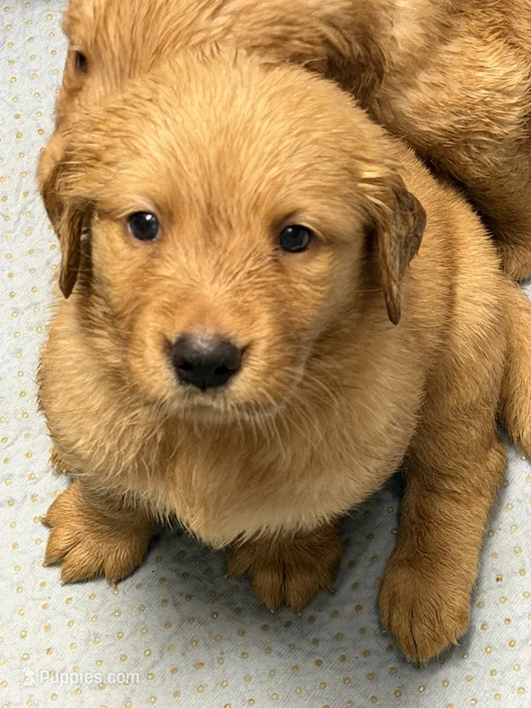 Mr Dreamy  – Golden Retriever puppy for sale in Davie, FL
