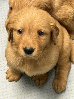 Mr Dreamy , a male Golden Retriever for sale in Davie, FL – 1 of 1