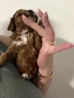 AKC genetic clear Boy 2, a male Poodle - Miniature  for sale in Davie, FL – 2 of 3