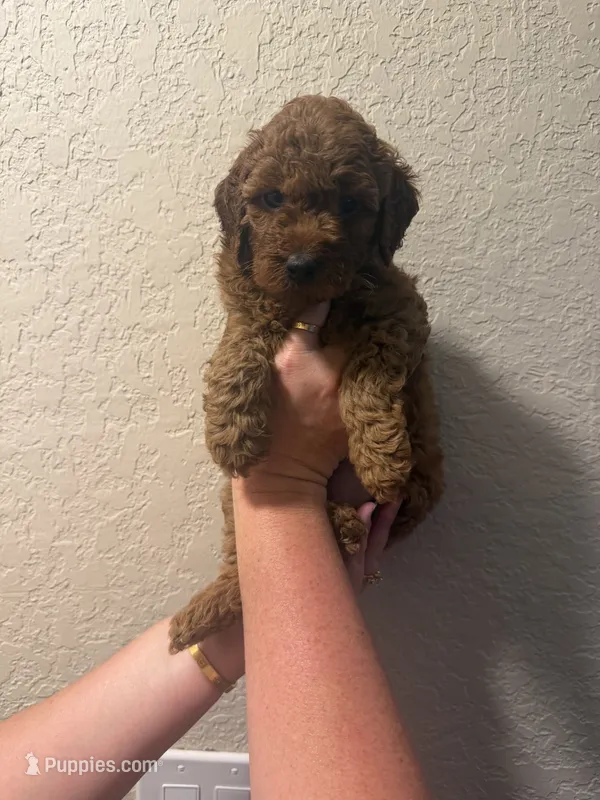 AKC Lauren  – Poodle - Toy  puppy for sale in Davie, FL