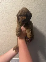 AKC Lauren , a female Poodle - Toy  for sale in Davie, FL – 1 of 2