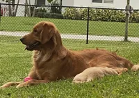 Bella , a female Golden Retriever for sale in Davie, FL – 2 of 4