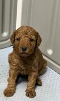 AKC clear genetics boy 1, a male Poodle - Miniature  for sale in Davie, FL – 2 of 3