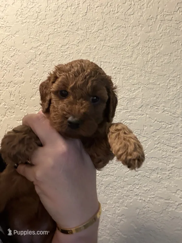 Solid girl  – Poodle - Toy  puppy for sale in Davie, FL