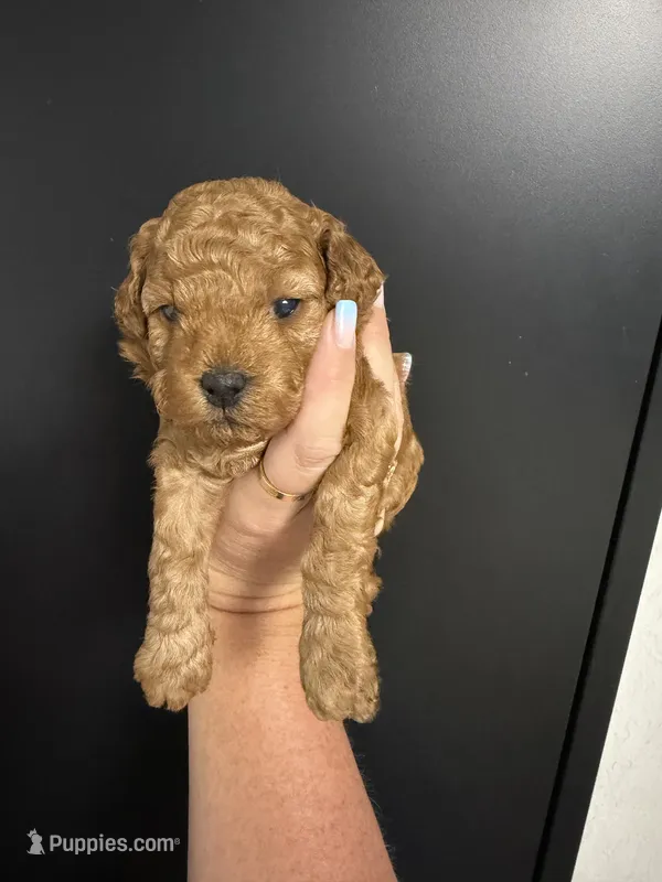 Large toy /small mini boy 1  – Poodle - Toy  puppy for sale in Davie, FL