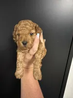 Large toy /small mini boy 1 , a male Poodle - Toy  for sale in Davie, FL – 1 of 1