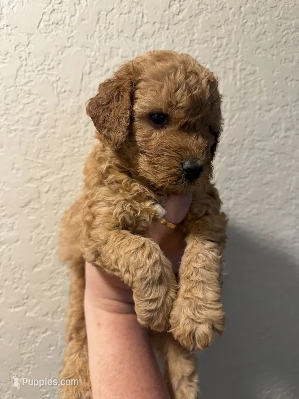Teddy  – Poodle - Miniature  puppy for sale in Davie, FL