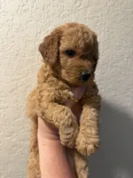 Teddy , a male Poodle - Miniature  for sale in Davie, FL – 1 of 1