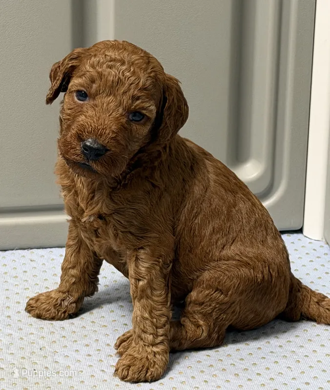 AKC clear genetics dark red  – Poodle - Miniature  puppy for sale in Davie, FL