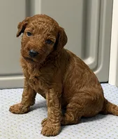 AKC clear genetics dark red , a female Poodle - Miniature  for sale in Davie, FL – 1 of 1