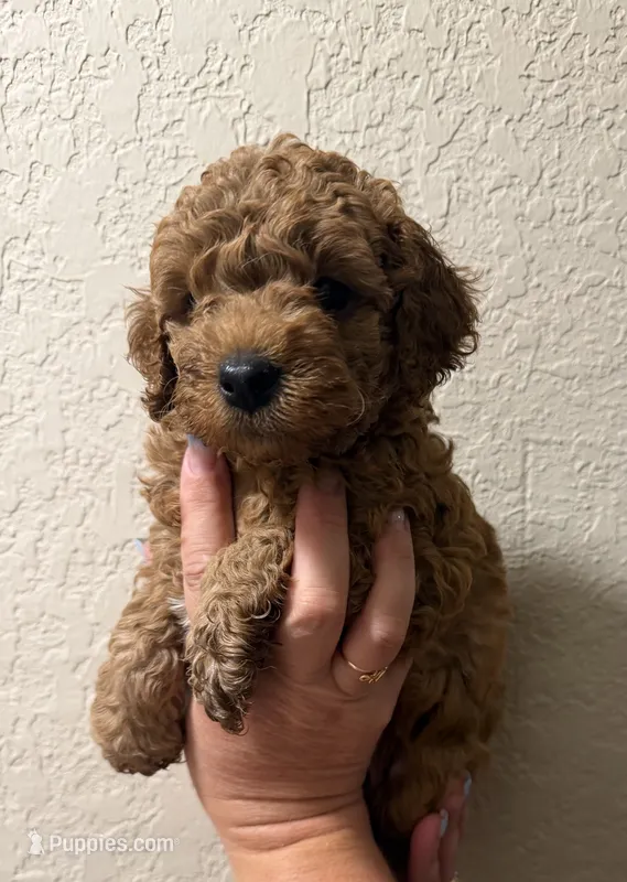 Large toy clear genetics  – Poodle - Toy  puppy for sale in Davie, FL
